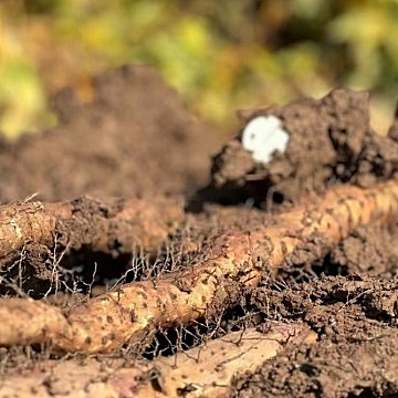 崔永利®新鲜山药/生态种植无农化/5斤