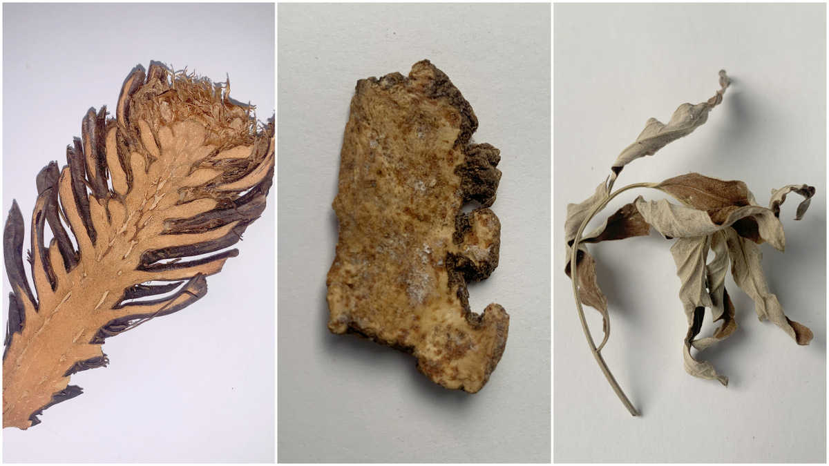 香囊原料：贯众、苍术、艾叶