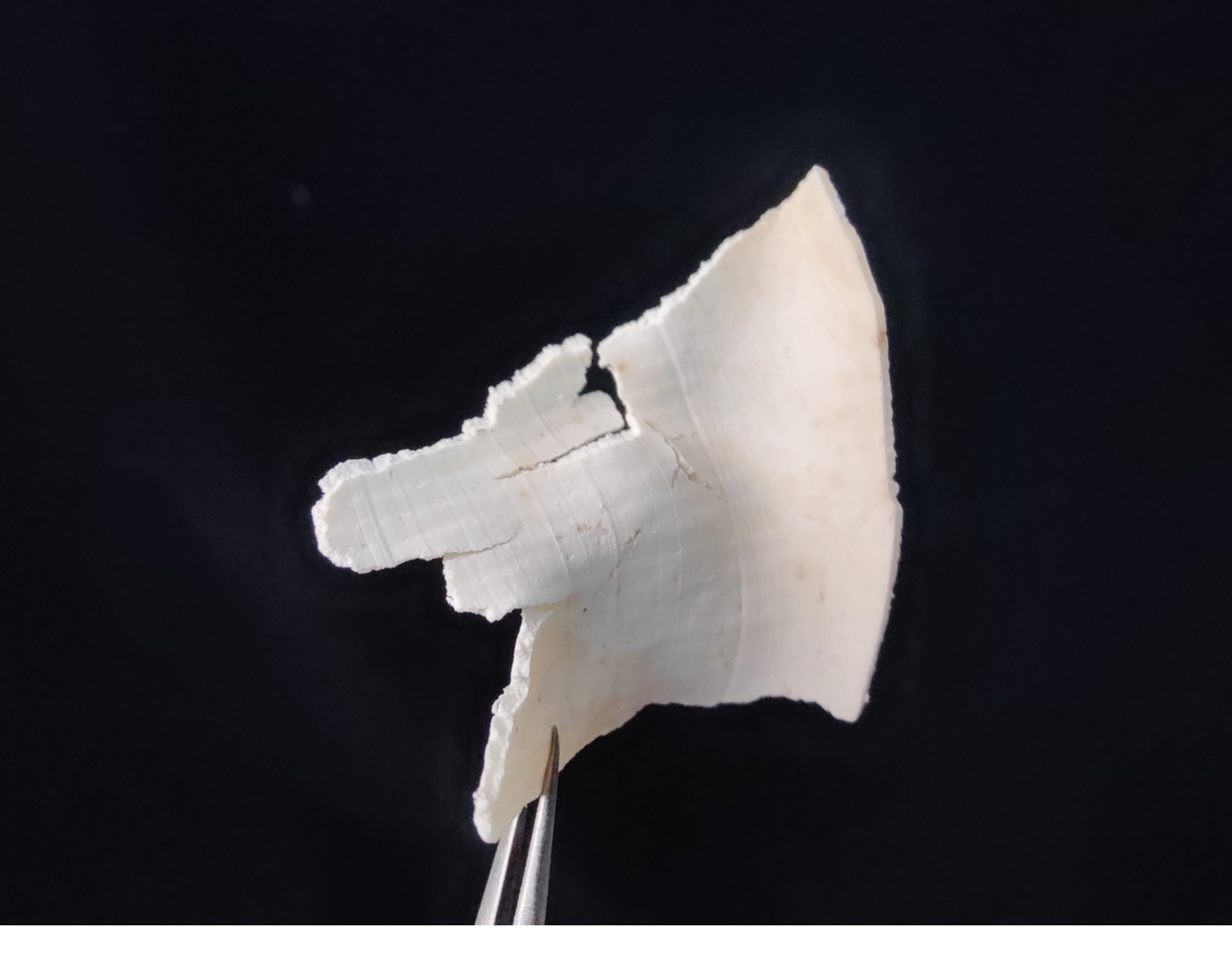 岳西茯苓薄片300g | 无硫熏生切片 | 汪大乐