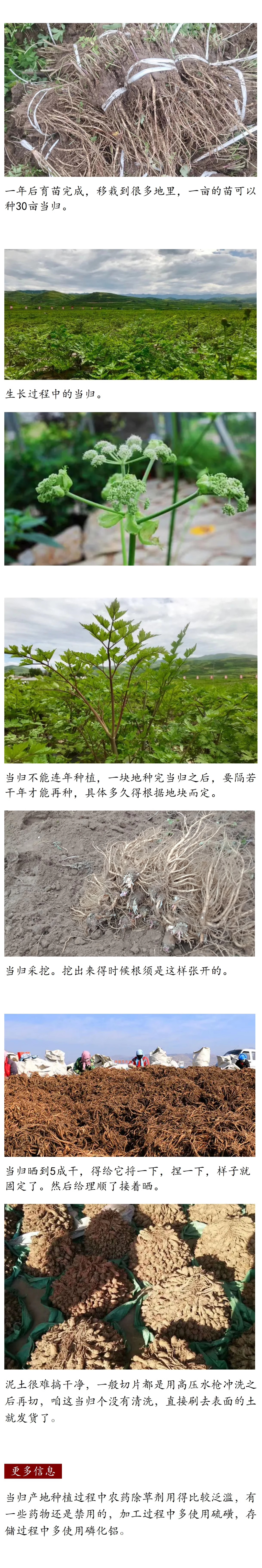 当归片250g|甘肃岷县  |  汪大乐