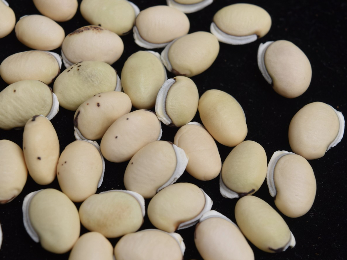 老品种白扁豆500g  |  汪大乐