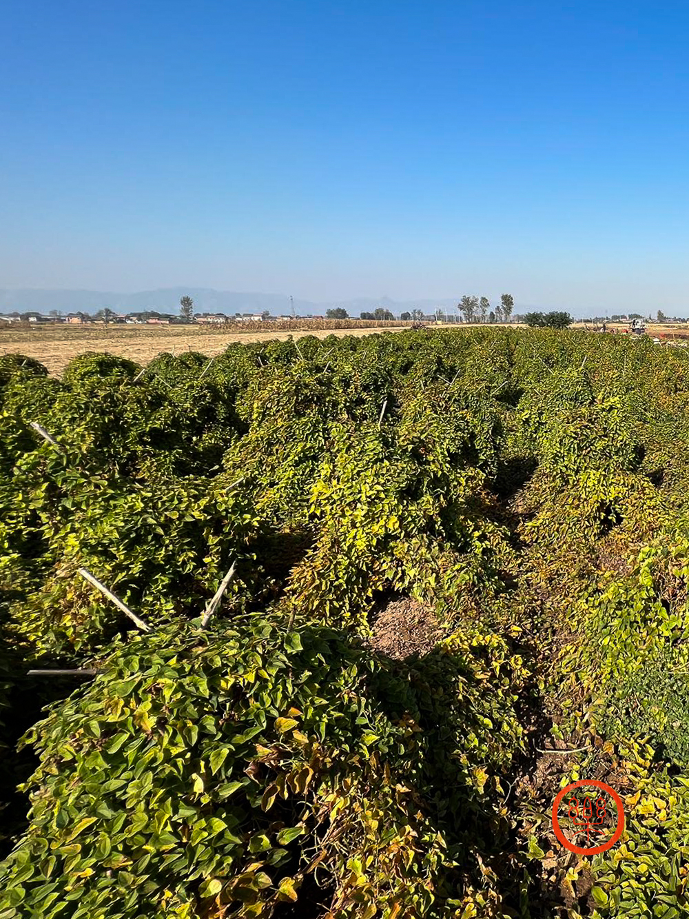 新鲜垆土怀山药(4.5斤)预订价