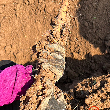 新鲜垆土怀山药（4.5斤）预订价