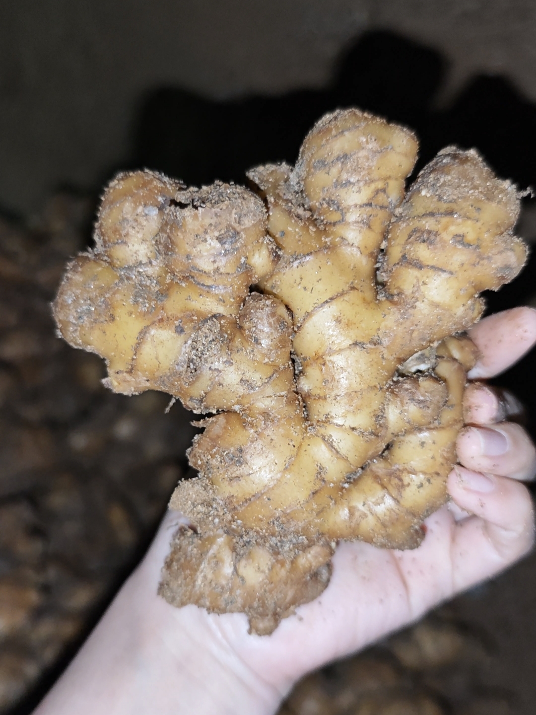 大别山原生态小黄姜 | 农家自种·无农药·自然窖藏 5斤装