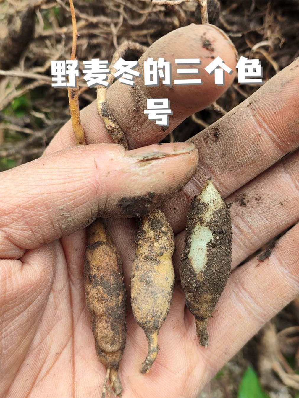 贵州野生麦冬200g