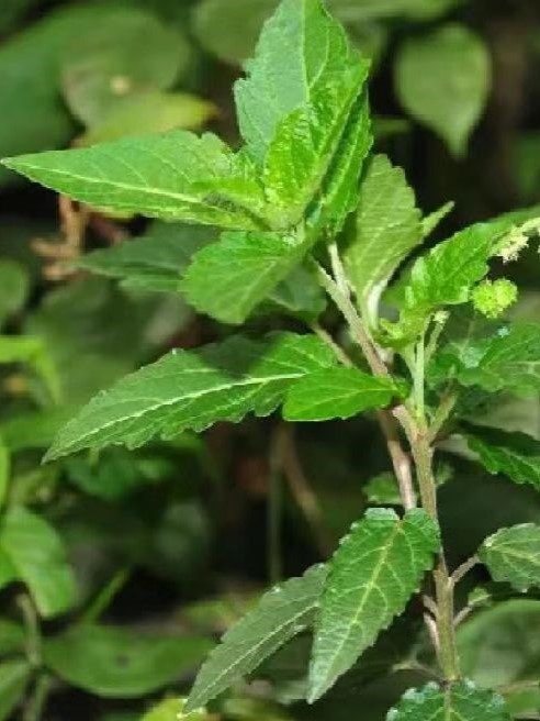 香茅草膏来了