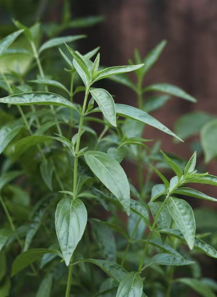 香茅草膏来了