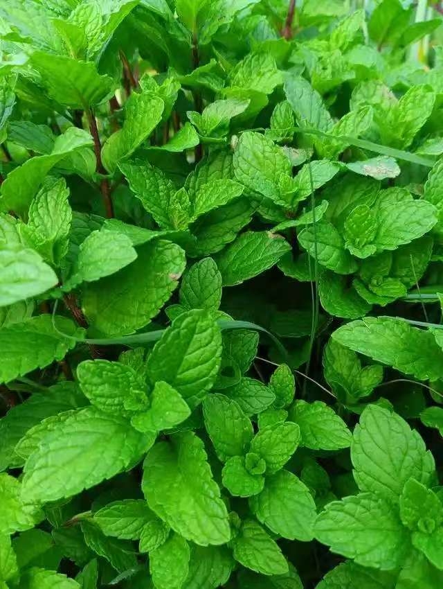 香茅草膏来了