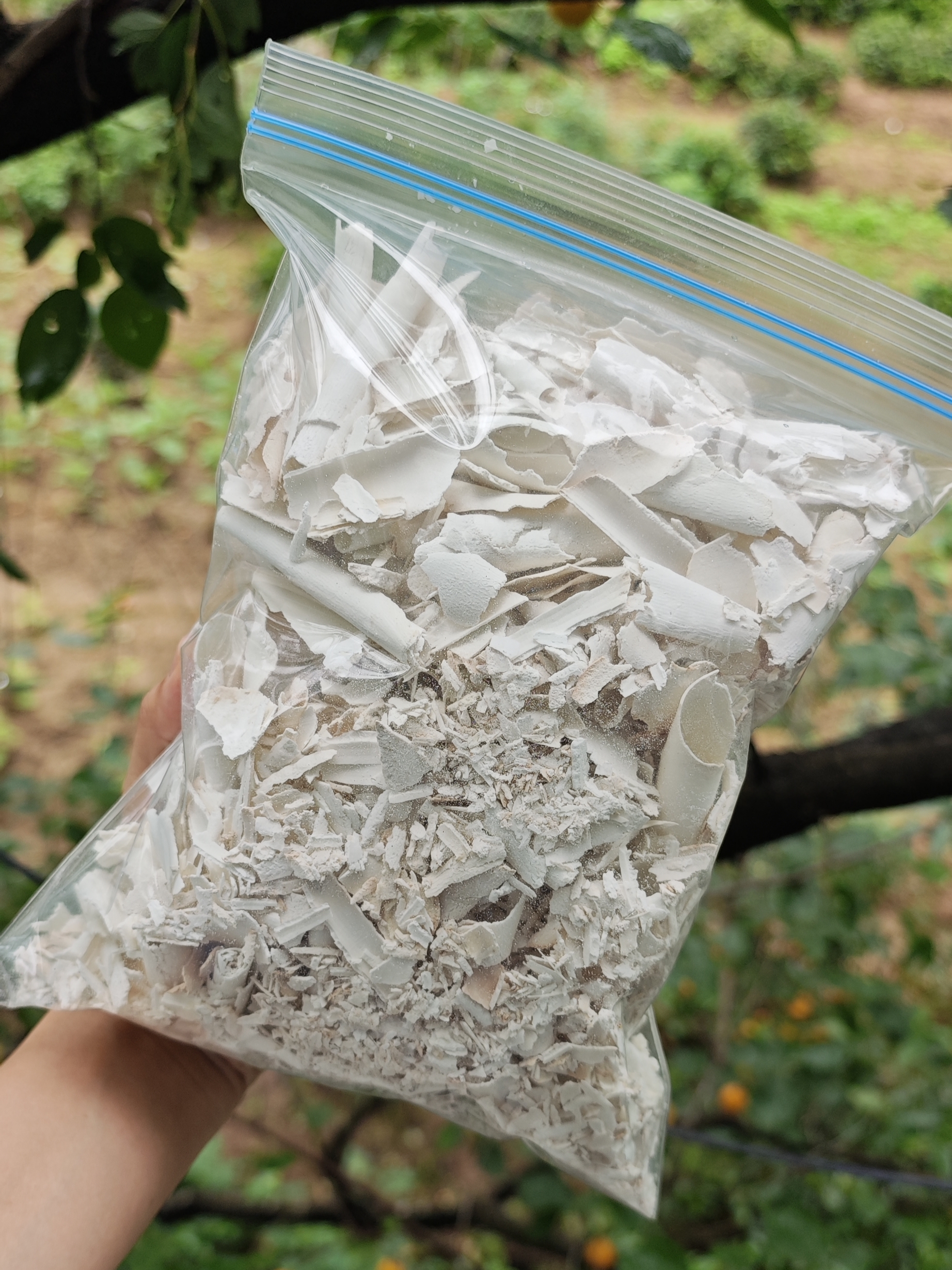 茯苓卷碎 400g装40元