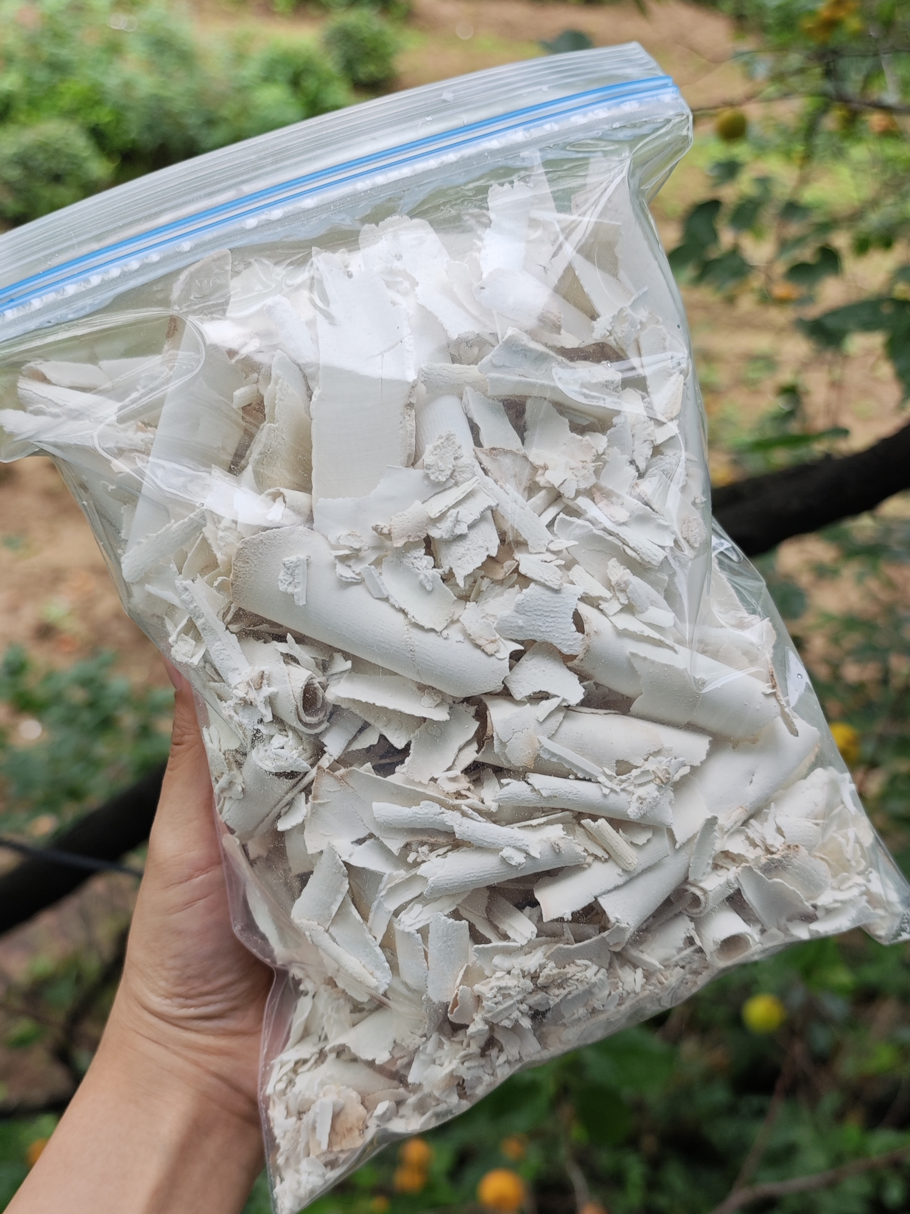 茯苓卷碎 400g装40元