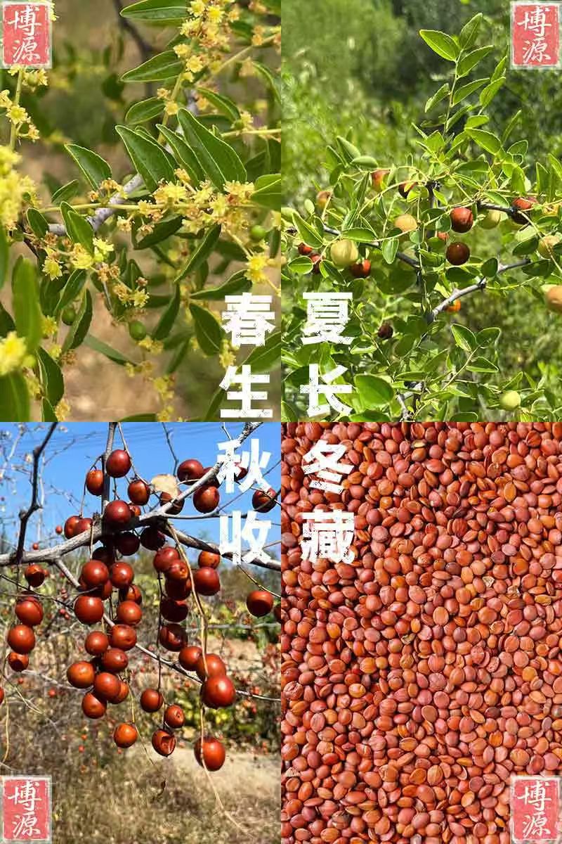 酸枣仁大佬,博源
