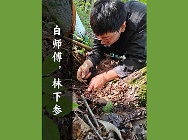 白师傅,林下参