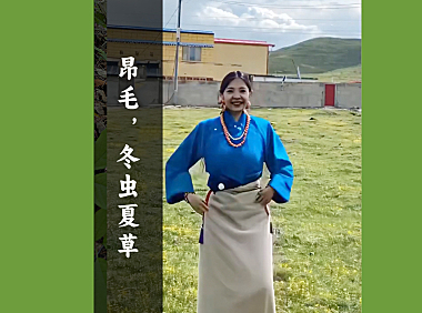 昂毛,冬虫夏草