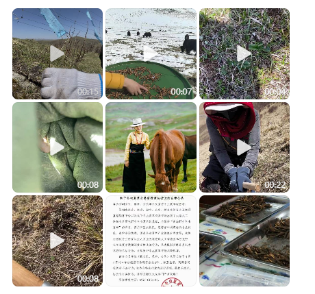 昂毛,冬虫夏草