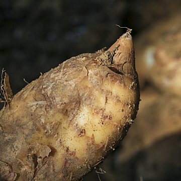 新鲜林下仿野生天麻，只售20天