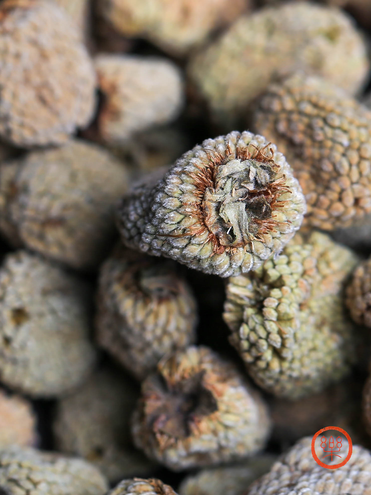 浙江磐安覆盆子 250g