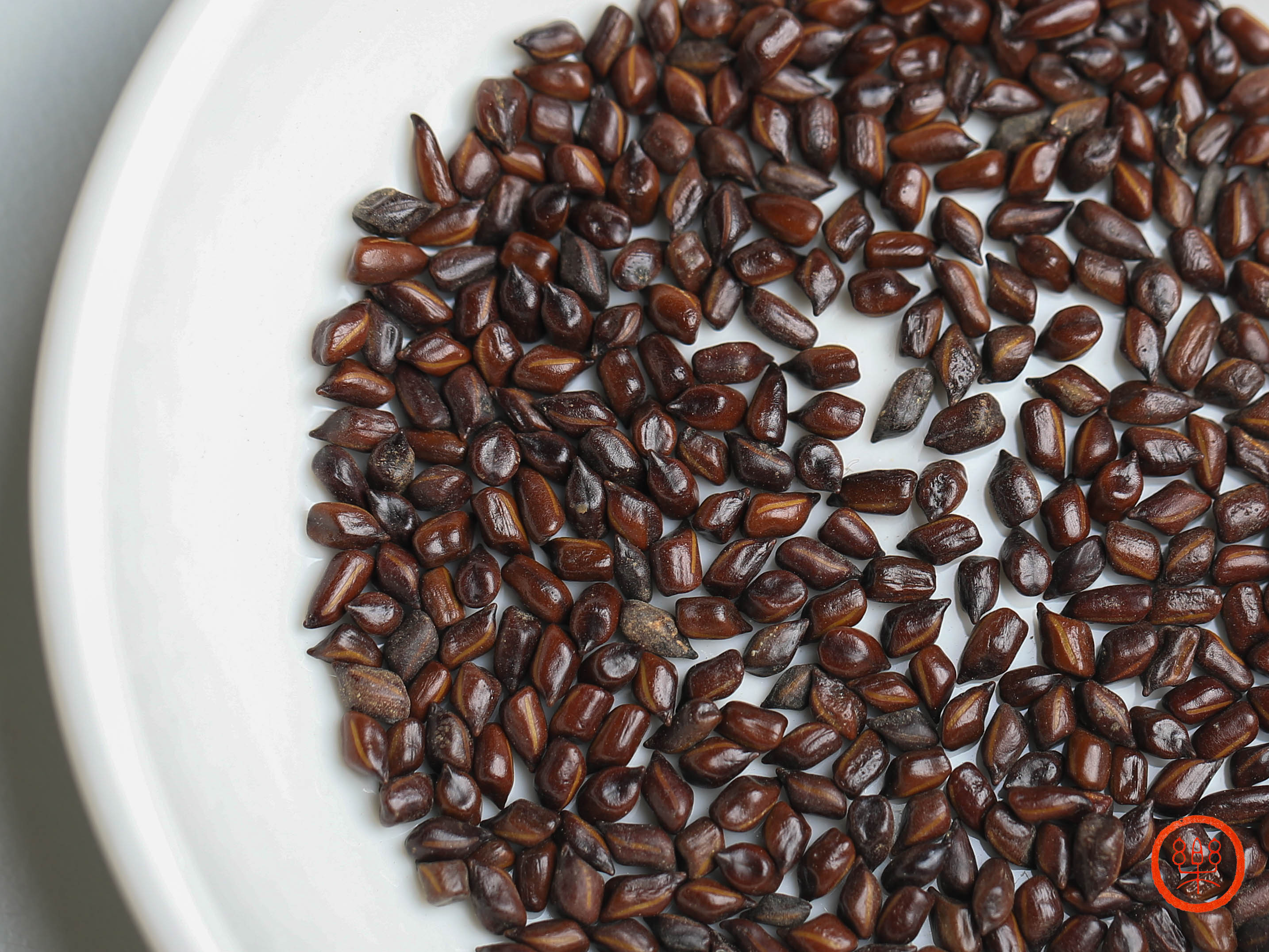 决明子250g