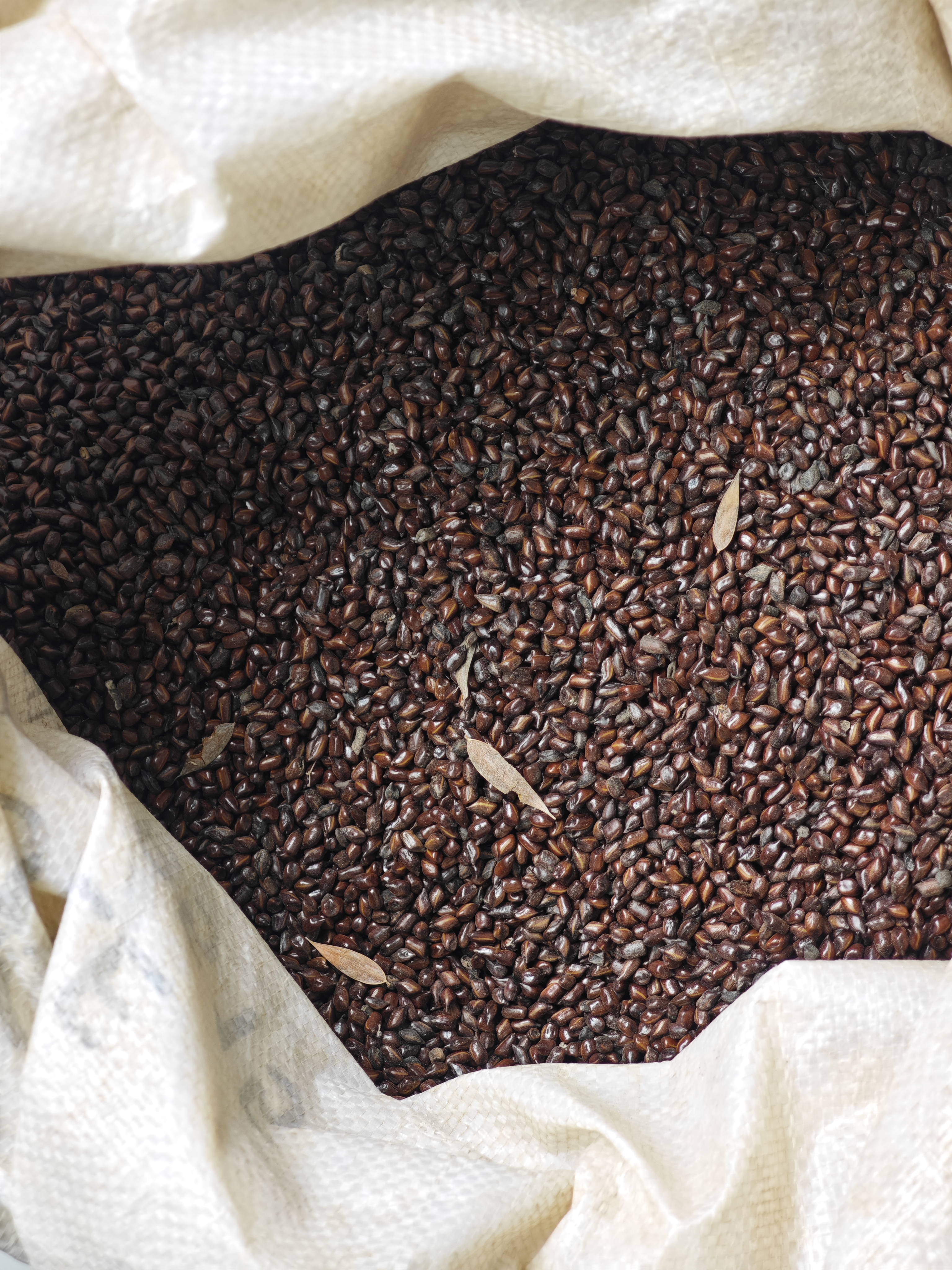 决明子250g