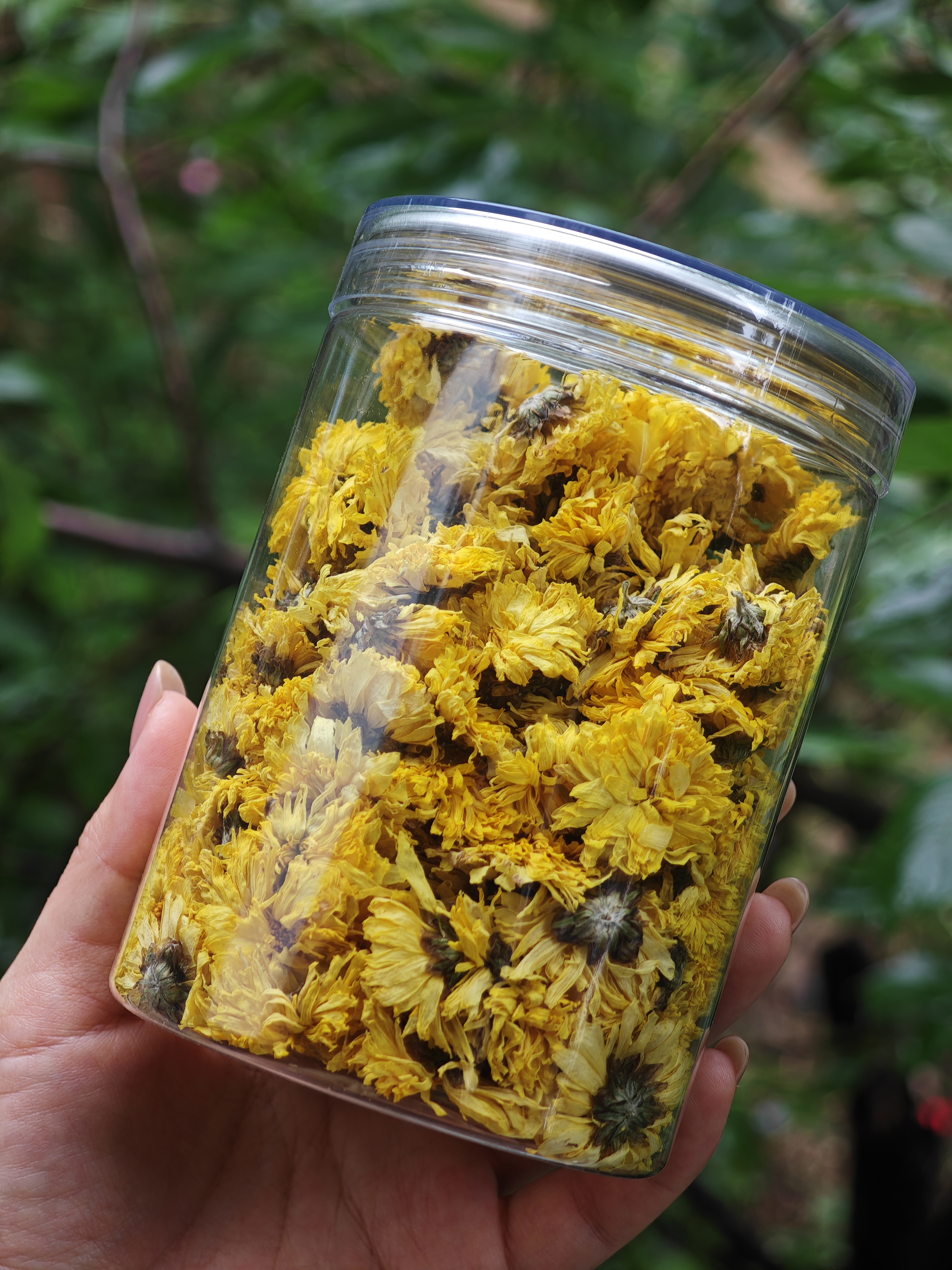 崔永利生态怀菊花25g/罐  产地河南焦作