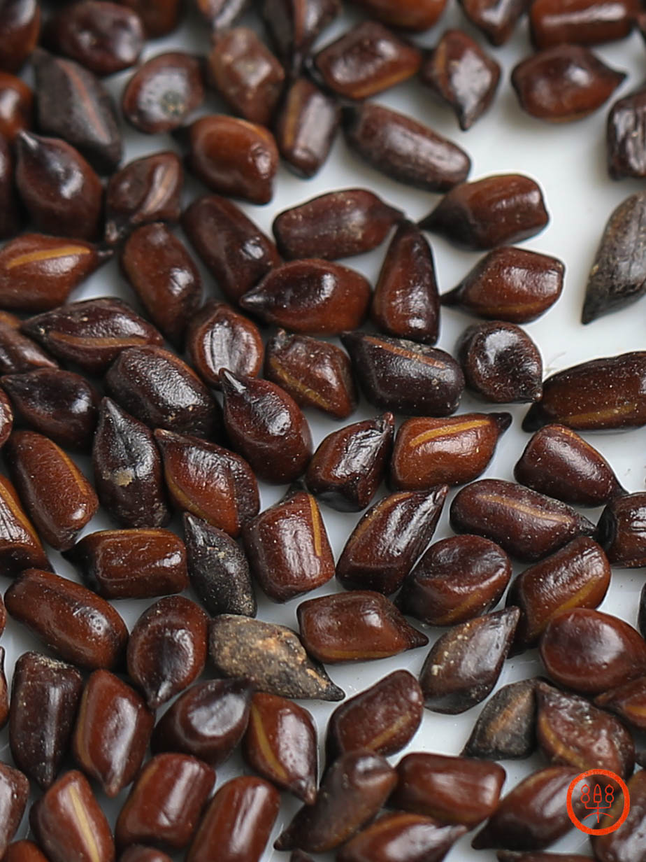 决明子250g